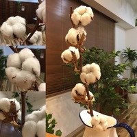 「かわいい」を置いて脳を活性化しましょう