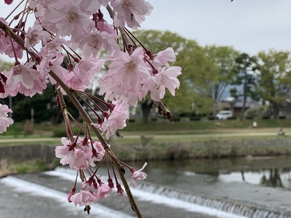 賀茂川の桜