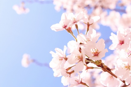 桜