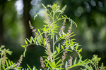 リコリス（甘草／Glycyrrhiza glabra）― 胃腸・喉・女性ホルモンにやさしく寄り添う 